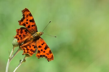 Polygonia c-album 823
