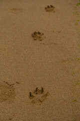footprints in the sand