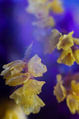 Naklejka na ściany i meble yellow-blue flowers macro photography statice flowers close-up