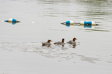 Merganser Trio