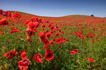 Fototapeta premium Amazing and large poppy field in Poland. The red color harmonizes beautifully with the blue of the sky. Summer landscape of the Opolskie Voivodeship.