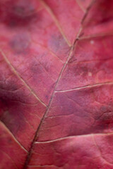 macro photo of the details of a red-brown autumn leaf