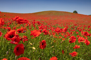 Amazing and large poppy field in Poland. The red color harmonizes beautifully with the blue of the sky. Summer landscape of the Opolskie Voivodeship.