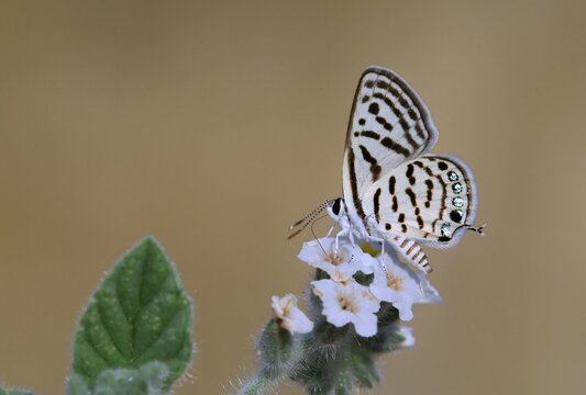 Tarucus balkanicus 825