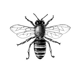 Fototapeta Sketch honey bee top view vector drawing. obraz