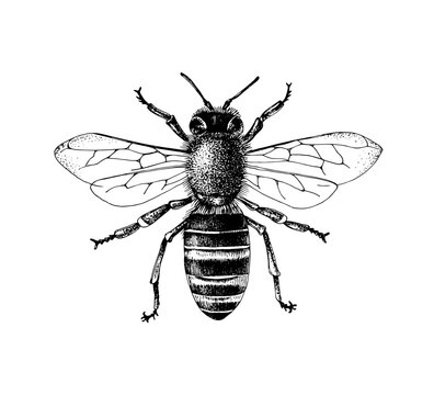 Sketch honey bee top view vector drawing.