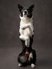 dog stands on its hind legs. portrait black and white border collie on a brown background canvas. Adorable pet in the studio