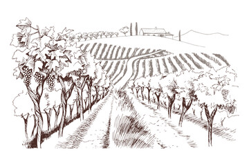 Hand drawn fields of vineyards with Grape farm - 525870006