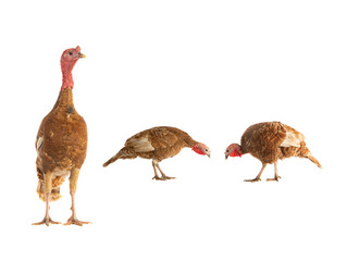 brown female and male turkeys isolated on white background