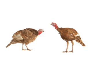 brown female and male turkeys isolated on white background
