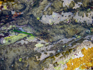 coastal tidal pool with sea anemone and molluscs