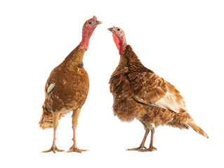 brown female and male turkeys isolated on white background