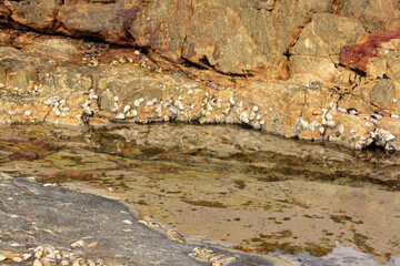 textural aspects of a tidal rock pool with rocks, molluscs and water
