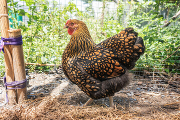 Free range organic chicken. Beautiful laying hens pure breed. Black yellow laced Wyandotte hen in...