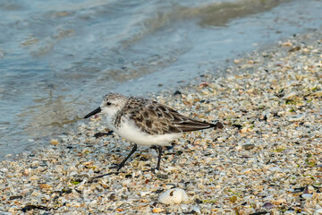 A Western Sandpiper also known as a peep walks on shells along Lovers Key Beach, Fla