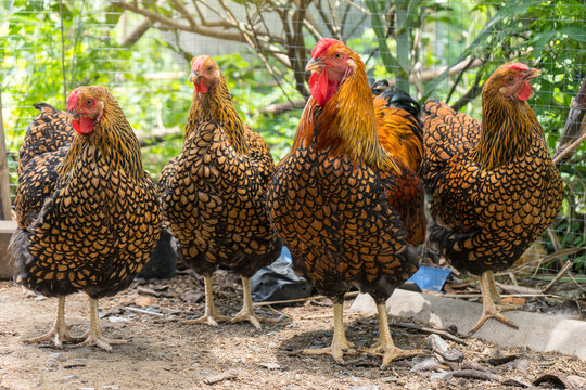 Group of Black yellow laced Wyandotte chickens standing in a row in farming garden organic the backyard.