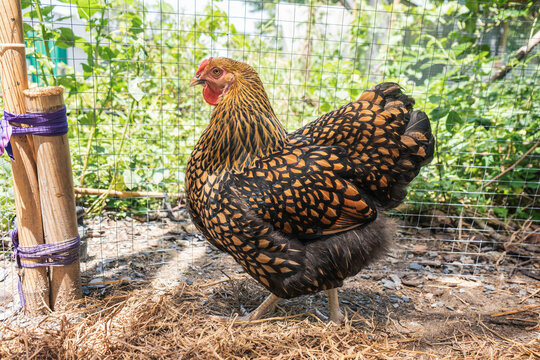 Free range organic chicken. Beautiful laying hens pure breed. Black yellow laced Wyandotte hen in farming garden in the backyard.