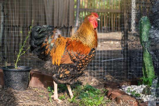 Free range organic chicken pure breed. Black yellow laced Wyandotte rooster in farming garden in the backyard.