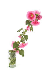 Naklejka premium Hollyhock flower in vase isolated on white background. Pink garden flower Alcea rosea.