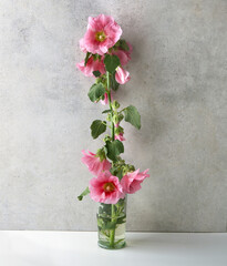 Hollyhock flower in vase against stone wall. Pink garden flower Alcea rosea.