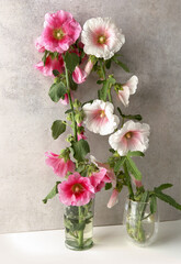 Hollyhock flowers in vases against stone wall. Pink and white garden flower Alcea rosea.