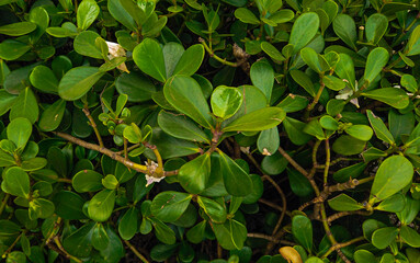 Greenery background. Beautiful green plants
