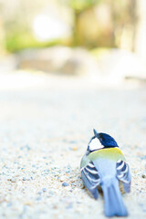 Obraz premium 空を見上げるシジュウカラ