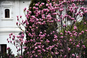 Blooming magnolia tree in a spring garden.	
