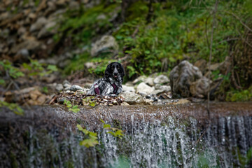 Hund auf kleinem Wasserfall