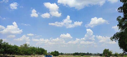 Obraz premium forest and sky