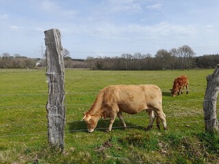 Vaca pastando en un prado de Galicia