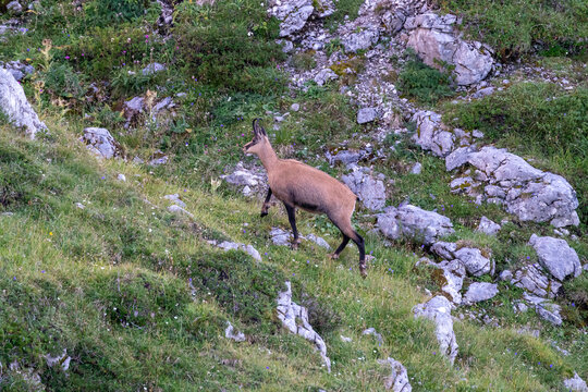 G&auml;mse im Karwendel