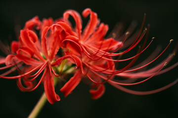 Red spider lily or cluster amaryllis flowers in the garden, Autumn or fall background, Higanbana	