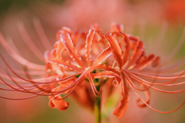 Red spider lily or cluster amaryllis flowers in the garden, Autumn or fall background, Higanbana	