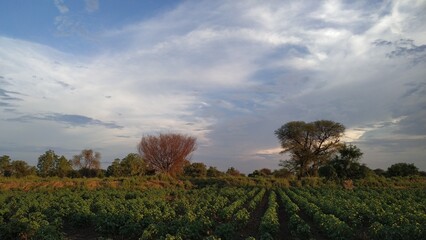 sunset over the field