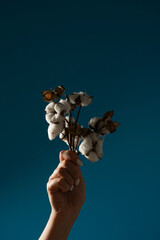 Female hand holding several branches of white cotton on dark blue background