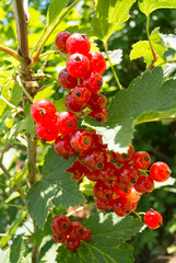 A bunch of red currant berries on a bush on a sunny day