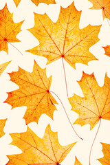 Fototapeta premium Autumn maple leaves on beige background. Minimal monochrome trend pattern with fallen autumn leaves, yellow colored textured foliage, autumnal herbarium. Nature flat lay with fall leaf