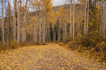 Quacking Aspen (Populus tremuloides) during fall