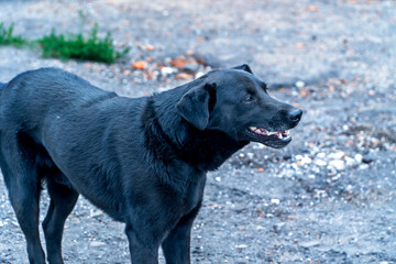 Cute muzzle of a stray dog on a chain, Animal protection, concept of animal cruelty, Black sad dog on a leash close-up.