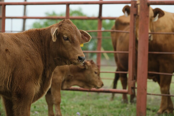 Beefmaster calves with cattle for southern ranch beef breed in Texas.