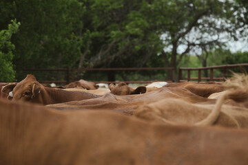 Red angus beef cattle herd in pen for working on Texas ranch.