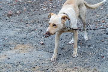 Cute muzzle of stray dog on a chain, Animal Welfare, concept of animal cruelty, sad dog on a leash...