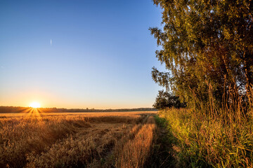 Obraz premium Sunrise over fields of ripening oat behind village in the Russia. Gold hour.