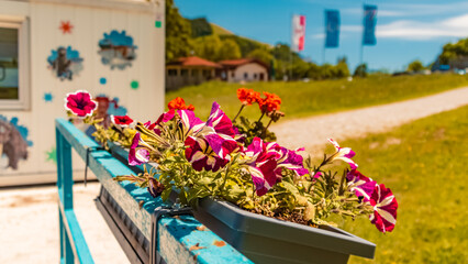 Petunia hybrida, garden petunia, at Schattwald, Tyrol, Austria