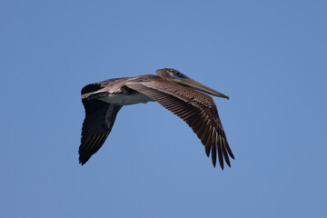 Close up of a Brown Pelican in flight over Westport, Washington.