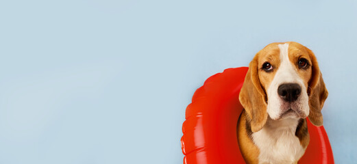 A beagle dog in an inflatable swimming circle on a blue background. Banner. The concept of a summer...