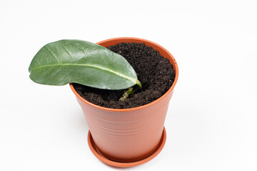 Planted in a pot with earth, the cuttings of the houseplant jasmine stephanotis.