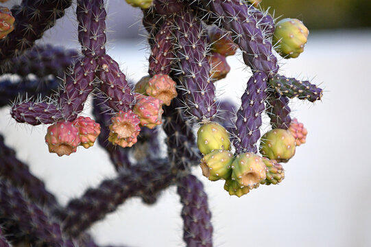 Cylindropuntia Bilder Durchsuchen 3,597 Archivfotos,