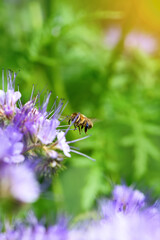 Bee and flower phacelia. Close up flying bee collecting pollen from phacelia on a green background. Phacelia tanacetifolia (lacy). Summer and spring backgrounds